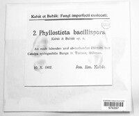 Phyllosticta bacillispora image